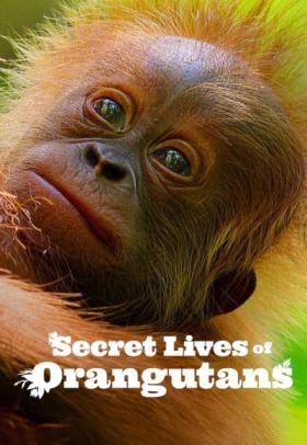 Secret Lives of Orangutans